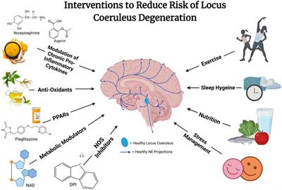 Selective Vulnerability of the Locus Coeruleus Noradrenergic System and its Role in Modulation of Neuroinflammation, Cognition, and Neurodegeneration